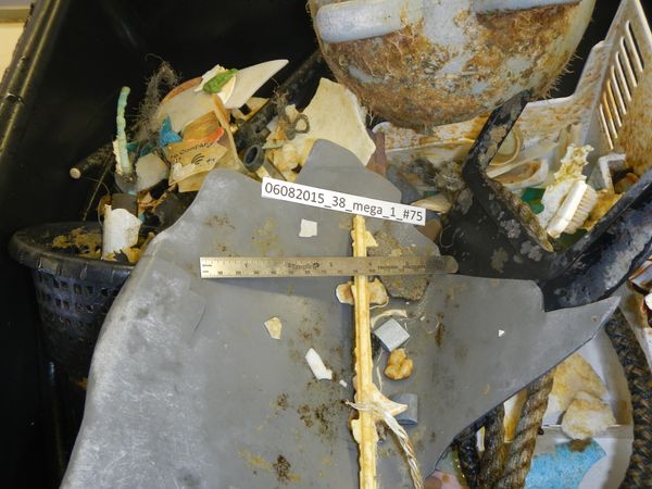 Ocean plastic sample after trawling for an hour in the Great Pacific Garbage Patch.