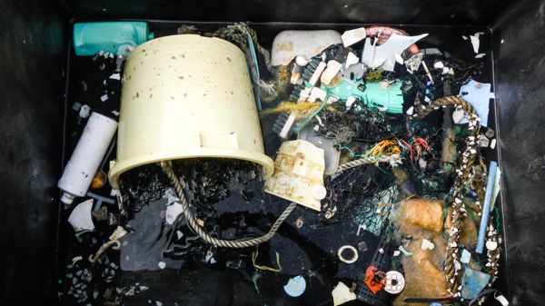Plastic samples collected during the Mega Expedition, 2015.